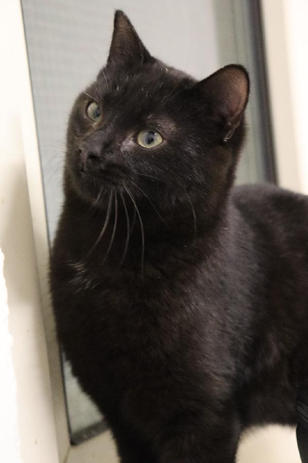 Pippo, picciotto meraviglioso Foto 2